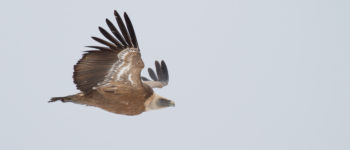 Sai arrea (argazkia: Alain Pagoaga)