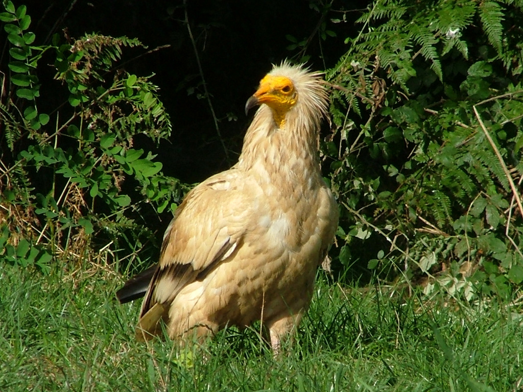 L’observation des dortoirs de vautours percnoptères en Pays Basque nord