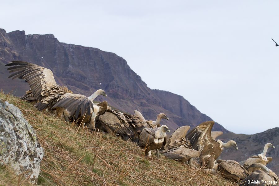 Premiers résultats du suivi de reproduction du vautour fauve au Pays Basque nord en 2014