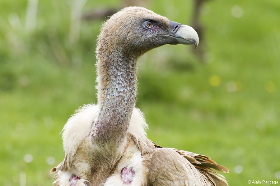 Reproduction du vautour fauve au Pays Basque nord en 2014 : un suivi inédit