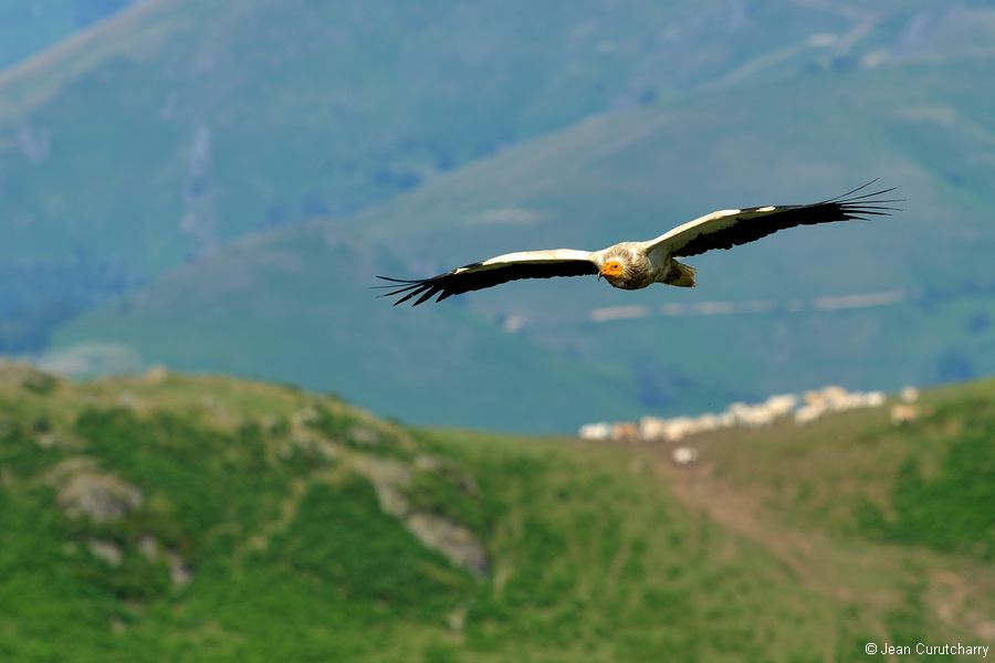 Des nouvelles du suivi télémétrique des vautours percnoptères