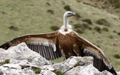 Suivre les déplacements des vautours fauves au Pays Basque