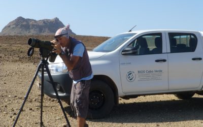 SAIAK contribue à l’étude et à la conservation du Vautour percnoptère au Cap Vert