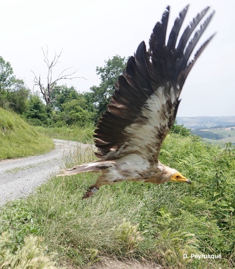 Un vautour percnoptère équipé d’une balise de géolocalisation au Pays Basque